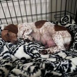 Dachshund All Grown Up from The Doxie Bar