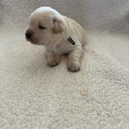 Black collar - Yellow male Labrador Retriever puppy in Wittmann, Arizona from Wranglin Farms