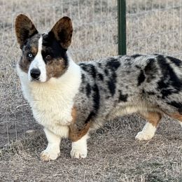 Bodie - Cardigan Welsh Corgi