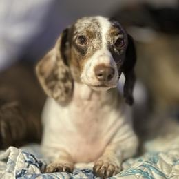 Mercy - Dachshund