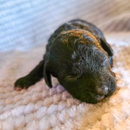 Comet - Black male Cockapoo puppy in Stillwater, Oklahoma from Cowboy Country Cockapoos