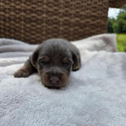 Buzz - Blue male American Hunt Terrier puppy in Cave City, Arkansas from Bayou Valley Shepherds and American Hunt Terriers