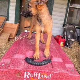 Iron Ram's Hedorah - Mahogany male Belgian Malinois puppy in Hartville, Missouri from Iron Ram Working Dogs