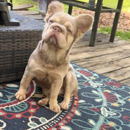 Pumkin - Liver female French Bulldog puppy in Greensboro, North Carolina from Cocoskennel