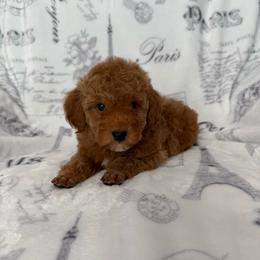 Lewis - Red  male Poodle puppy in Tecumseh, Oklahoma from Poodles in the Garden