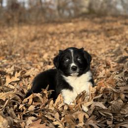 Turkey - Black & white male Australian Shepherd puppy in Argyle, Iowa from Country Time Kennels