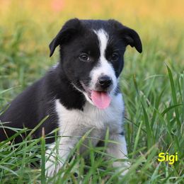 Sigi - Black and white female Border Collie puppy in Strafford, Vermont from Thundering Paws Farm Working Collies