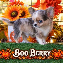 Boo Berry - Blue merle male Chihuahua puppy in Demorest, Georgia from Sourpatch Chihuahuas