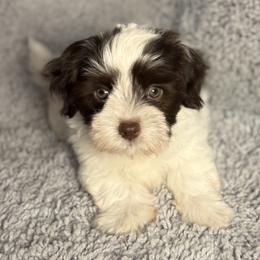 Havanese Puppies from Colhaven Havanese