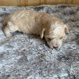 Jasper - Cream male Poodle puppy in Haddam, Kansas from Golden B Acres