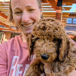 Chunky Monkey - Red  male Goldendoodle puppy in Flagstaff, Arizona from Pat's Poodle Pups & Moore