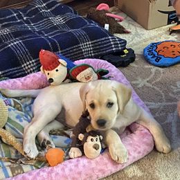 Labrador Retriever Puppies from Willow Ridge Labradors
