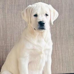 Girl 1 - Yellow female Labrador Retriever puppy in Jamestown, Ohio from Heartlands Quality Labrador Retrievers