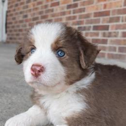 Boy 3 - Red tri male Miniature Australian Shepherd puppy in Highlands, Texas from TK Kennels