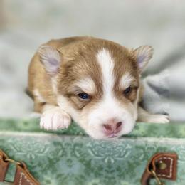 Phoenix - Chocolate male Pomsky puppy in Christiana, Tennessee from Smoky Mountain Pomskies