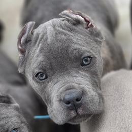 Sky - Gray brindle female Cane Corso puppy in Sault Ste Marie, Michigan from Willow Creek Cane Corsos