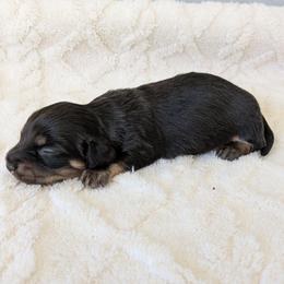 Hubble - Black and tan male Dachshund puppy in Sonora, Kentucky from Maple Hill Miniature Dachshunds