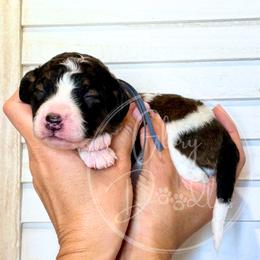 Rex - Grey - Brown and white male Bernedoodle puppy in Rockwall, Texas from Glory Doodles