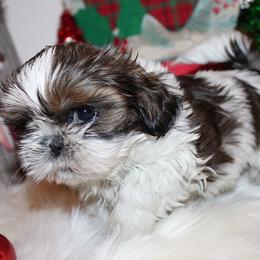 Girl 1 - Gold and white female Shih Tzu puppy in Craig, Colorado from Rocky Mountain Shih Tzus and Dry Creek Miniature Dachshunds