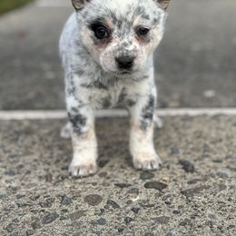Kindle - Blue mottled female Australian Cattle Dog puppy in Ellensburg, Washington from Boondock Bandits