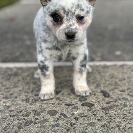Kindle - Blue mottled female Australian Cattle Dog puppy in Ellensburg, Washington from Boondock Bandits