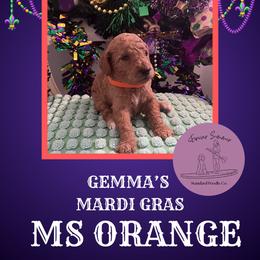 Girl 3 - Apricot female Poodle puppy in Ocean Springs, Mississippi from Forever Summer Standard Poodles