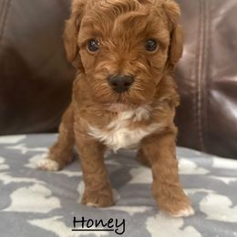 Honey - Red female Havapoo puppy in Lake Ann, Michigan from Riyem Wildflower Farms