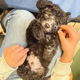 Frankie - Black male Goldendoodle puppy in Litchfield, Connecticut from Gracie Doodles CT