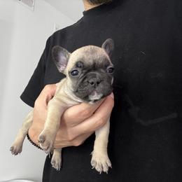 Girl 5 - female French Bulldog puppy in Anaheim, California from Brightest Days Ahead