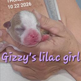 Gizzy's  lilac girl - Lilac female Boston Terrier puppy in Versailles, Indiana from Benhams Bostons