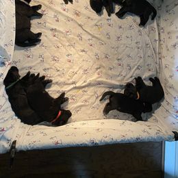 German Shepherd Puppies from High Voltage GSD