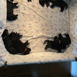 German Shepherd Puppies from High Voltage GSD