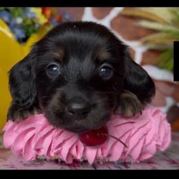 Ladybug - Black and tan female Dachshund puppy in Floresville, Texas from Muddy River Dachshunds