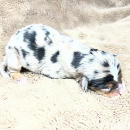 Boy 2 - Blue merle male Toy Australian Shepherd puppy in Alabama from SBA Aussies