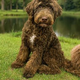 Ledger - Bernedoodle