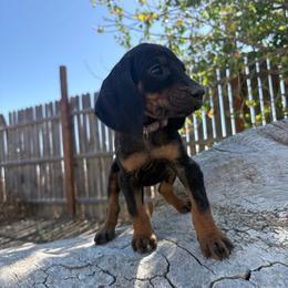 Sassy Purple - Black and tan female Black and Tan Coonhound puppy in Pueblo, Colorado from BT Coonhound