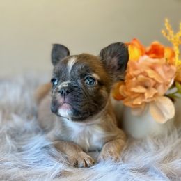 French Bulldog Puppies from Shining K Ranch