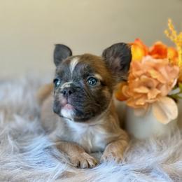 French Bulldog Puppies from Shining K Ranch