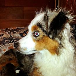 Daisy - Toy Australian Shepherd