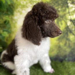 Wisp - Phantom male Poodle puppy in Middlebourne, West Virginia from El Silencio Standard Poodles