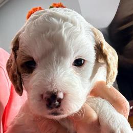 Grace - Parti female Goldendoodle puppy in Knoxville, Tennessee from Graystone Doodles