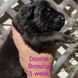 Donnie Broscoe - Black seal female German Shepherd puppy in Olean, New York from F&B Kennels