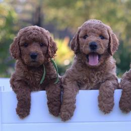 Double Doodle and Goldendoodle Puppies from GoldendoodlePaw