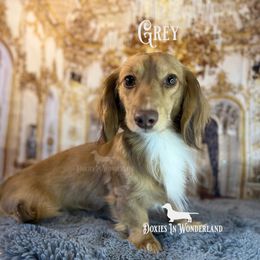 Grey - Dachshund