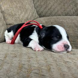 Gwen - Parti female Miniature Schnauzer puppy in Plaucheville, Louisiana from Honey Doux Southern Paws