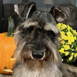 Remy - Miniature Schnauzer