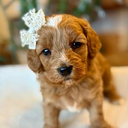Rosie - female Cavapoochon puppy in Lucas, Ohio from Apricot Lane Puppy