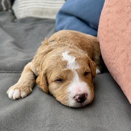 Jack - Red male Bernedoodle puppy in Springville, Utah from Oodles of Bernedoodles