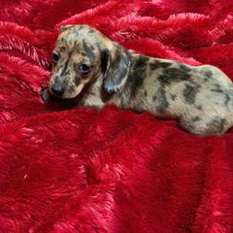 Dapple - Dapple female Dachshund puppy in Fayetteville, North Carolina from Army of Dachshunds