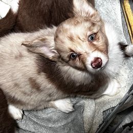 Roselle (Ellee) - Liver and white female Cardigan Welsh Corgi puppy in Crystal River, Florida from Coopers Korner